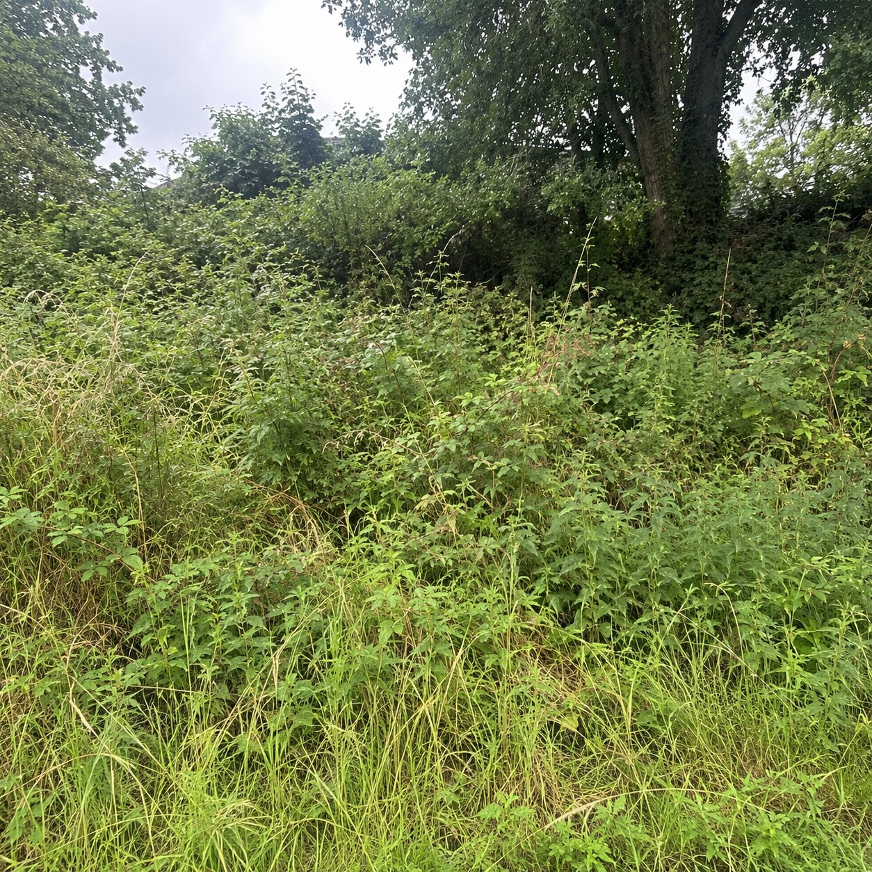 Talus envahi de mauvaises herbes avant l'intervention Corbet Multi Services